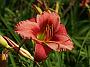 Hemerocallis Midnight Magic